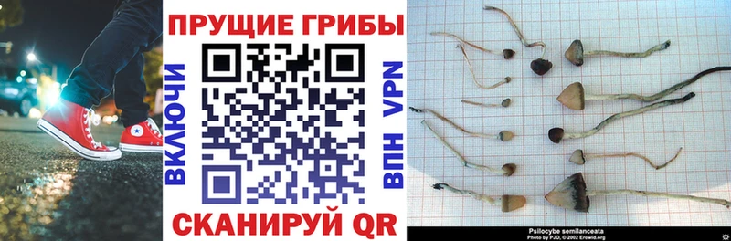 закладка  Елизово  Галлюциногенные грибы Magic Shrooms 